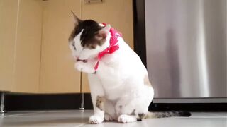 Cats playing