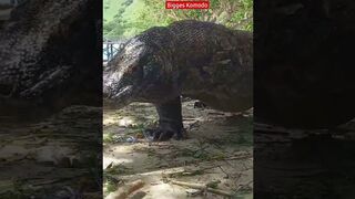 Huge Komodo Dragon