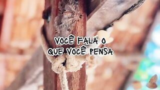 Motivaçaodiaria