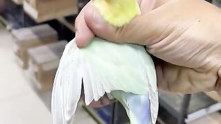 Beautiful Parrot