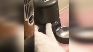 Funny animals - Funny cats / dogs - Funny animal videos