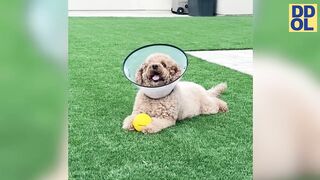 CATS VS DOGS - TRY NOT TO LAUGH FUNNY CAT & DOG FAILS VIDEOS