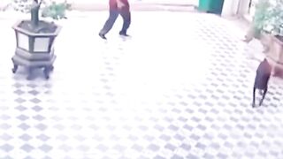 Smart boy fight with dogs funny