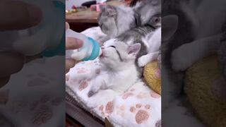 Funny cat behaviour