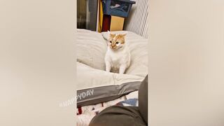 СМЕШНЫЕ КОШКИ 2023 И ДРУГИЕ ЖИВОТНЫЕ/ 10 МИНУТ СМЕХА/СМЕШНЫЕ ЖИВОТНЫЕ 2023