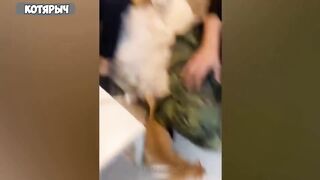 ПРИКОЛЫ С ЖИВОТНЫМИ ДО СЛЕЗ / Смешные КОТЫ 2021 / Приколы с КОТАМИ / Funny ANIMALS video #37