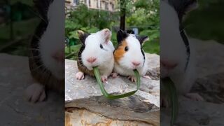 Funny mouse video viral