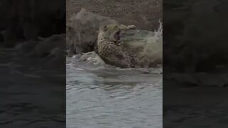Huge Croc takes on unsuspecting Cheeta