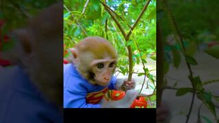 small cute monkey