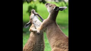 Kangaroo fights