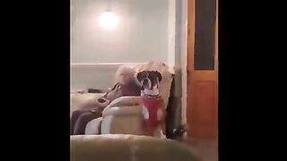 Best Funny Cats ?? And Dogs ?? Videos