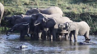 Elephants drinking water