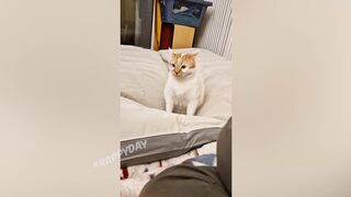 Смешные домашние кошки.