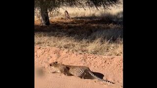 Leopard creeps up on deer