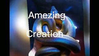 Amezing creation