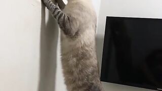 Gato fuxiquero