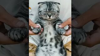 Funny cats video