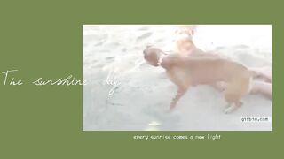Doggie Doing Fun with Girl