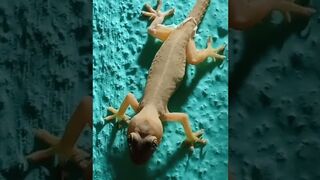 Lizard crawling