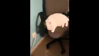 Animals,,video,,so funny ????