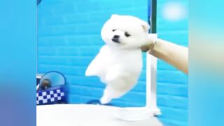 Funny dog video