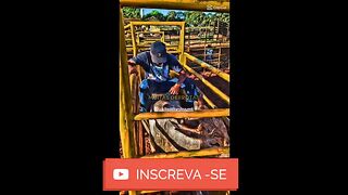 motivaçaodiaria