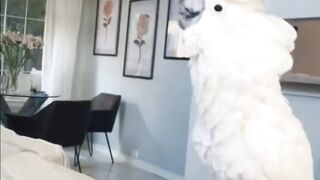 Most Amazing Animals of TikTok ~ Cutest Birds, Cats and Dogs Compilation [TIKTOK]