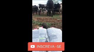 motivaçaodiaria