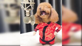 cute Baby dogs video