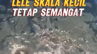 Pembudidaya lele skala kecil tetap semangat