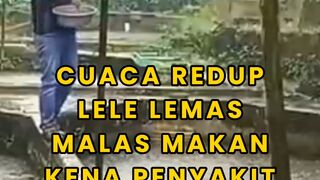 Cuaca REDUP kerap HUJAN lele kena PENYAKIT❗Begini cara ANTISIPASInya