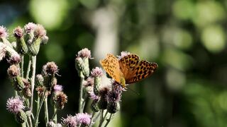 Butterfly 19