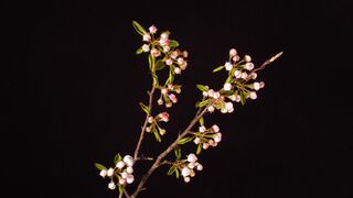Flowers 49