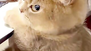Cute Pets and Kids Doing Weird Things