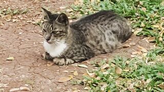 Relax and Chill Out Cat