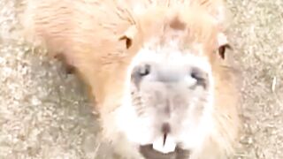 Did You Know These Unknown Facts About Capybara #wildlife #animals #capybara
