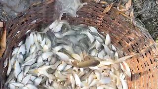 Amazing Rural Fishing in Village | Traditional Village Fishing Method 🐟🔥