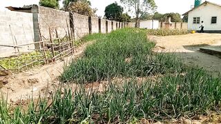 My Garden 3