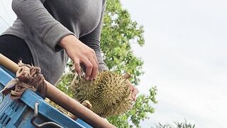 Buy durian