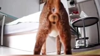cat core 5