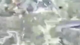 Begini cara pemupukan air dan bibis pakan yang baik dan benar