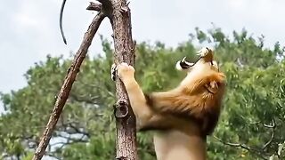 Monkey vs Lion! 😂 Tree Top Funny Fight #Shorts
