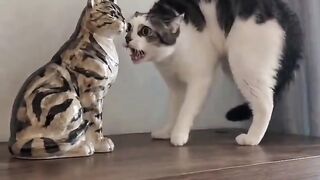 Two Cats Funny Fight! 😂 Who Will Win? #Shorts