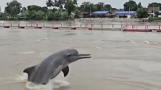 कोशी ब्यारेजमा डल्फिन। #dolphin #KoshiByarage