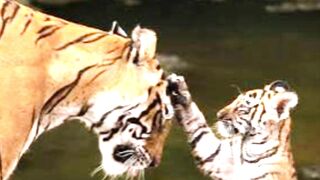 Tigers-Cubs Game Will Be Delayed