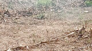 Bakaran sampah
