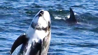 Did You Know These Unknown Facts About Risso's Dolphin?