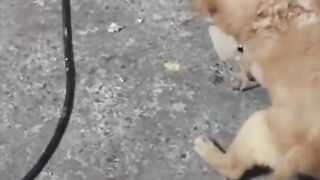 Secret Puppy Meeting? 🤣🐶 The Little Observer Stole the Show