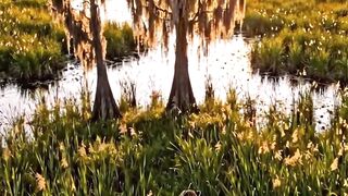 Shadow The Florida Panther Rescue