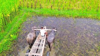 Traditional Buffalo Cart Through Green Fields | Rural Bangladesh | Drone View